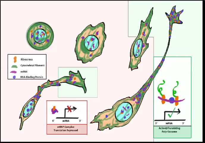 Figure  2:  Schéma  de  différenciation  cellulaire  démontrant  les  mRNPs  et  leurs  composants