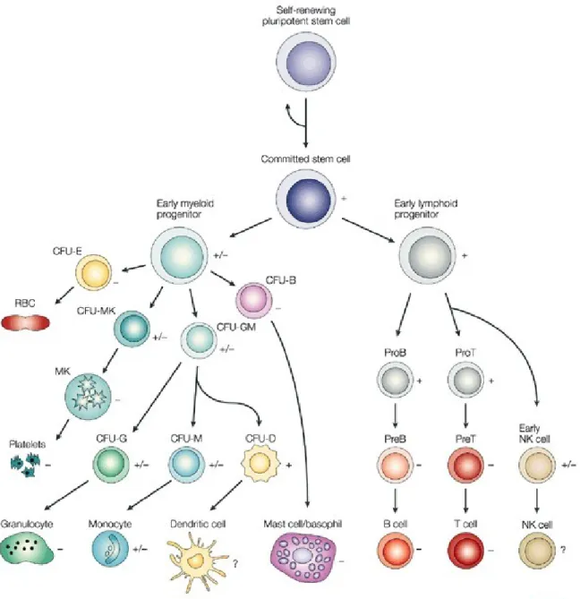 Figure  3:  Schéma  des  différentes  voies  de  différenciation  que  peuvent  suivre  les  cellules  souches  pluripotentes  hématopoiétiques