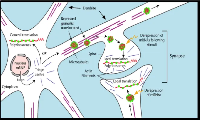 Figure 4: Modèle de l'implication  de FMRP dans le transport de granules neuronales  aux  régions  éloignées  comme  les  épines  dendritiques