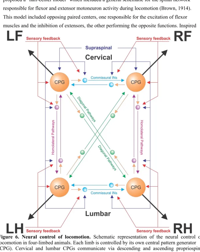 Figure  6.  Neural  control  of  locomotion.  Schematic  representation  of  the  neural  control  of  locomotion in four-limbed animals
