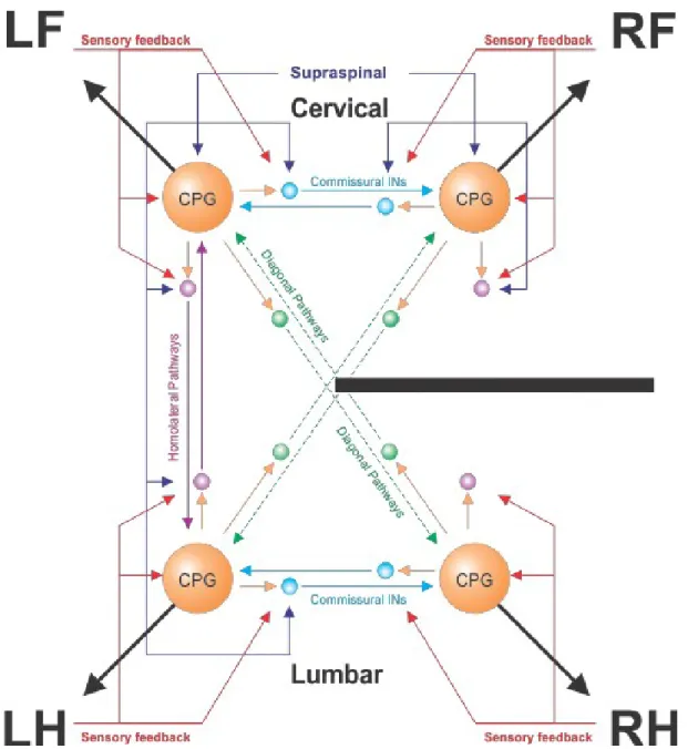 Figure  7.  Neural  control  of  locomotion  following  mid-thoracic  lateral  hemisection