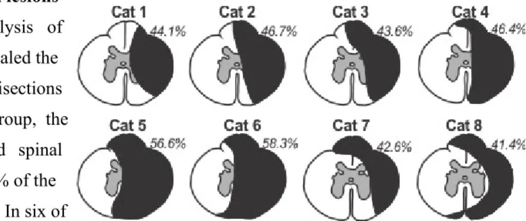 Figure 9. Lesion extent. Schematic representation of the  lateral spinal hemisection at T5-6 in individual cats