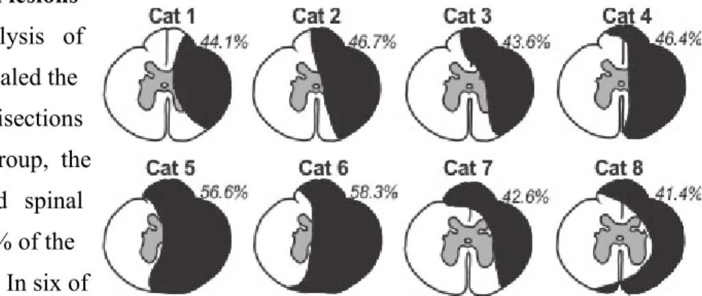 Figure 9. Lesion extent. Schematic representation of the  lateral spinal hemisection at T5-6 in individual cats