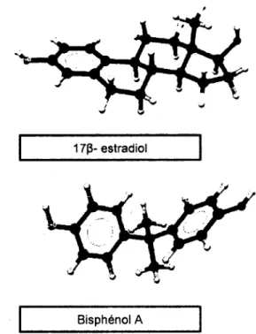 Figure 1-4 : Similitudes structurales entre le bisphénol A et le 17p- œstradiol (adapté de Fang  et al,  2001) 