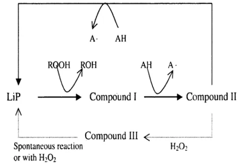 Figure 2-4 : Le cycle catalytique de la LiP. AH représente le substrat de l'enzyme, et A°, le  substrat oxydé par l'enzyme (Shah et Nerud, 2002)