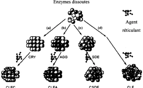 Figure 2-9 : Les différentes approches pour la production d'enzymes immobilisées sans  support : préparation par a) cristallisation (CLEC), b) agrégation (CLEA), c) séchoir atomiseur 