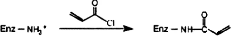 Figure 2-11: modification de la surface de l'enzyme avec du chlorure d'acryloyle (Kim et  Grate, 2003)