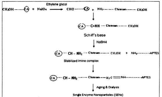 Figure 2-13 : Étapes de synthèse de SENs formés de chitosane et d'APTES (Yadav et al.,  2011A) 