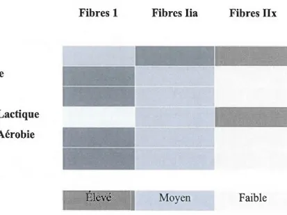 Figure  2.3.  Synthèse  des  propriétés  d es  fibres  musculaires (Poortemans, 2009) 