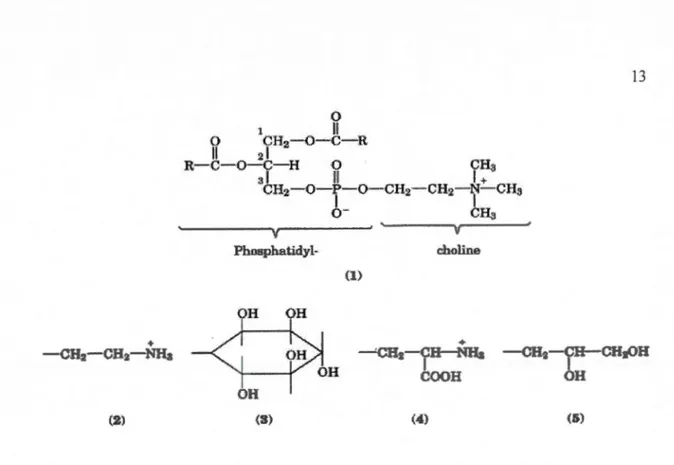 Figure  1.7:  Les  formul es  générales  des  ph ospho lipides  (R  =  C 15 - C 17  chain es  alky les)