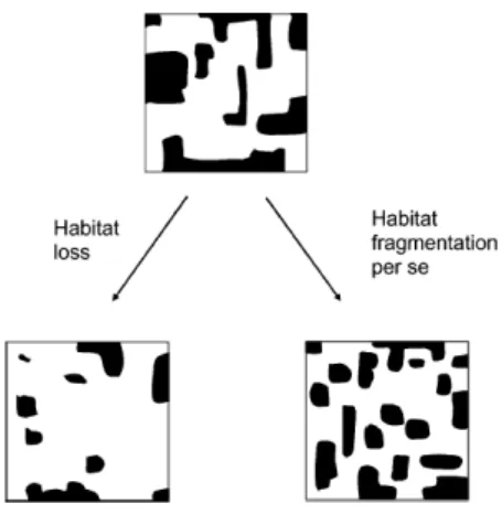 Figure 2.3 : Perte d’habitat ou fragmentation? 
