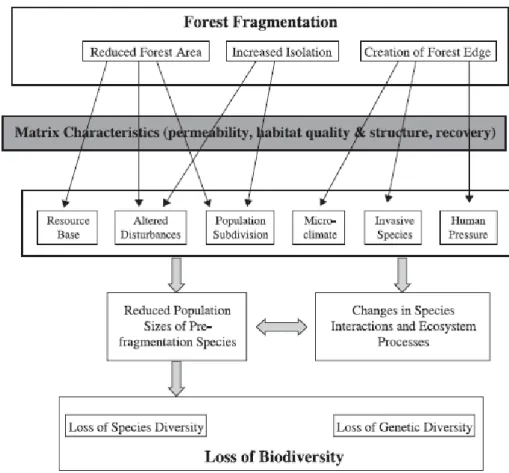 Figure 2.6 : Illustration schématique de la fragmentation (Tiré de Kupfer et al., 2006, p.10) 