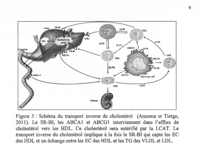 Figure  3 :  Schéma  du  transport  inverse  de  cholestérol  (Annema  et  Tietge,  2011)