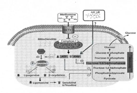Figure 4  : Phosphorylation de 1' AMPK par 1  ' AI CAR et la metformine (adapté  de  Viollet  et  al.,  2012)