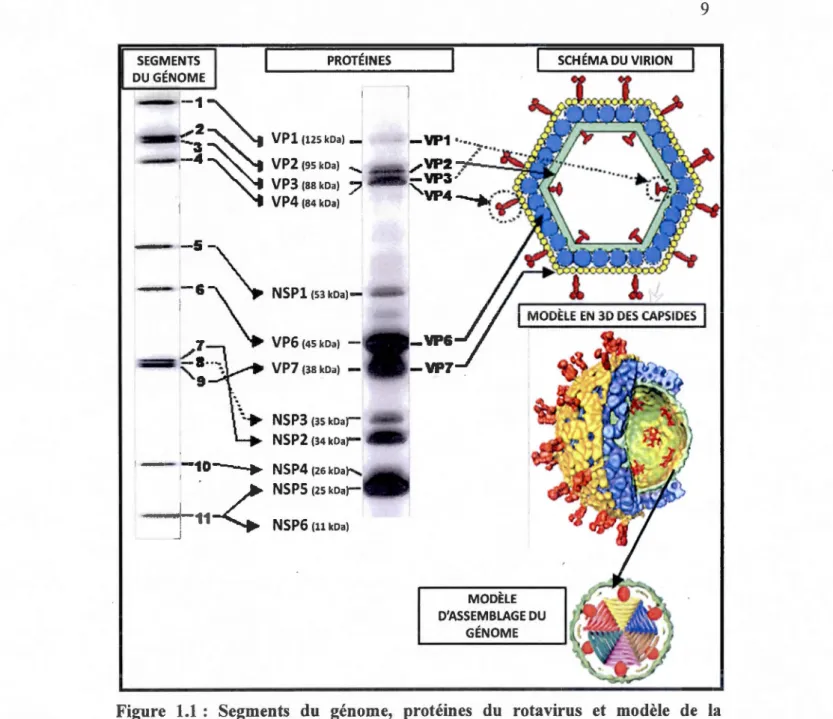 Figure  1.1  :  Segments  du  génome,  protéines  du  rotavirus  et  modèle  de  la  structure du  virion