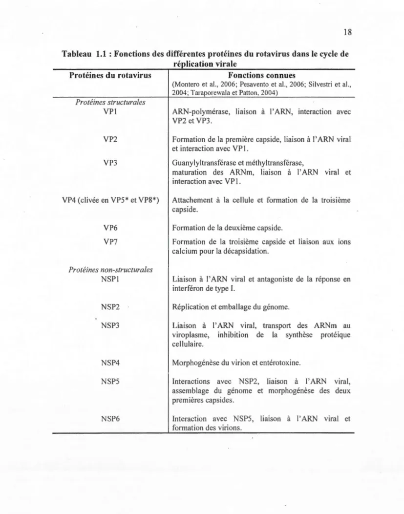 Tableau  1.1  : Fonctions des différentes protéines du  rotavirus dans le cycle de  réplication virale  Protéines du rotavirus  Protéines  structurales  VPI  VP2  VPJ  VP4  (clivée en VPS*  et VP8*)  VP6  VP7  Protéines  non-structurales  NSPI  NSP2  NSP3 