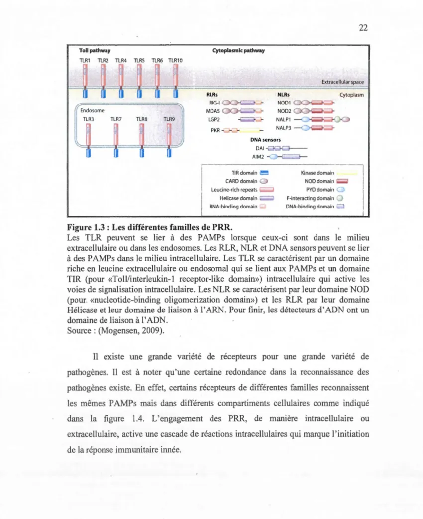 Figure 1.3 : Les  diffé rentes familles de PRR. 