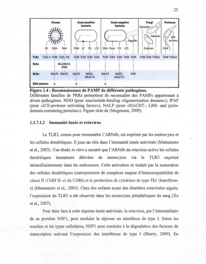 Figure 1.4  : Reconnaissance de P AMP de différents pathogènes. 