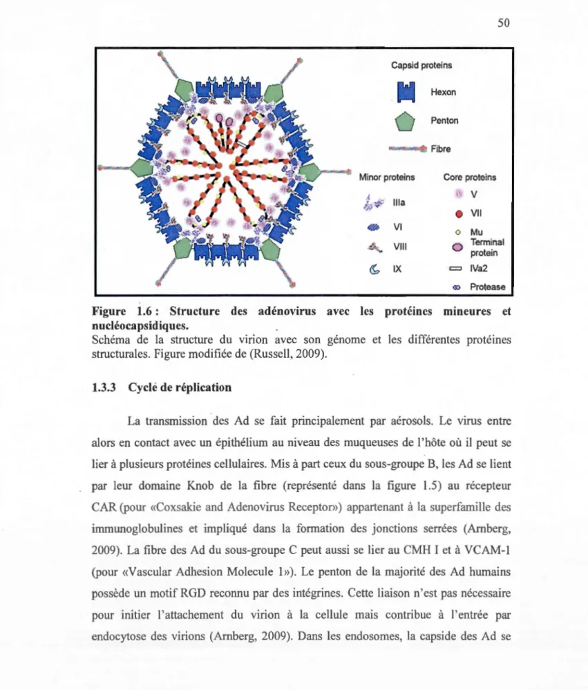 Figure  1.6  :  Structure  des  adénovirus  avec  les  protéines  mineures  et  nucléocapsidiques
