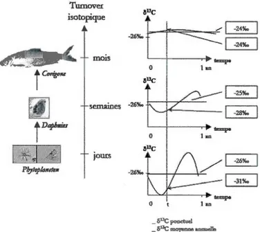 Figure  1.3  Fractionnements  isotopiques  des  différents organismes, avec  des  temps  de  renouvellement  isotopique  croissants  du  phytoplancton  au  poisson 