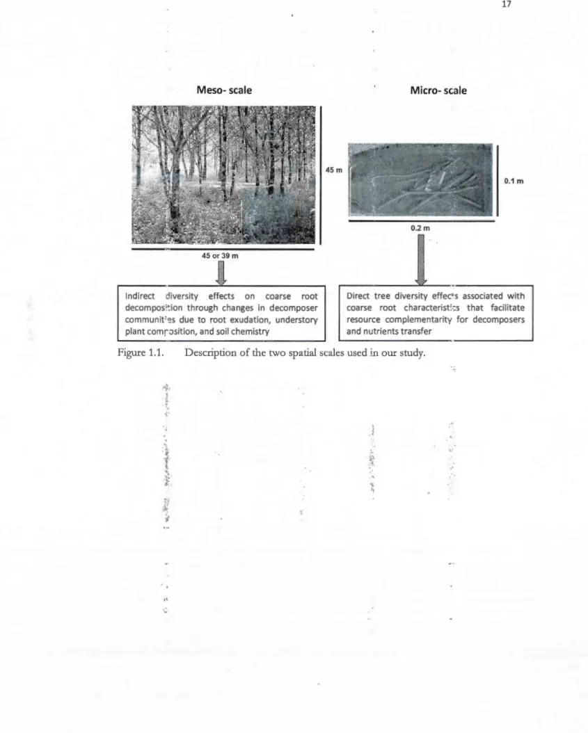 Figure 1.1.  Description  of the two sp a tial scales used  . i .n  our study . 