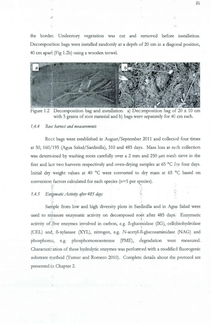 Figure 1.2  Decomposition  bag  and  installation.  a)  Decomposition  bag of 20  x  10  cm  with 5 grams of  root material  and b)  bags  wer~  separately for 4G  cm each