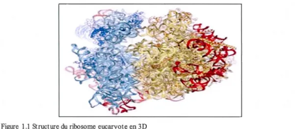 Figure  1.1 Structure du  ribosome  eucaryote en 3D 