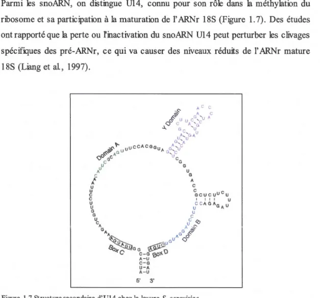 Figure  1.7 Struct ure secondaire  d'Ul4 chez  la lev ure  S. cerevisiae 