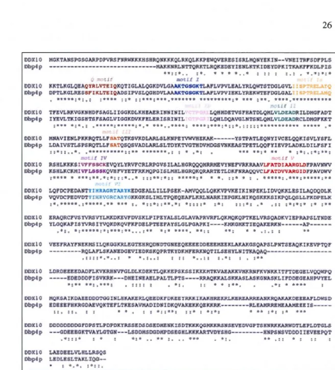 Figure  1.11  Alignement  de  séquences  des  protéines  « DEAD-BOX »  DDXI 0  de  l'humain  et  Dbp4  de  l a  levure 