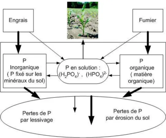 Figure 3.2 : Cycle du phosphore dans le sol 