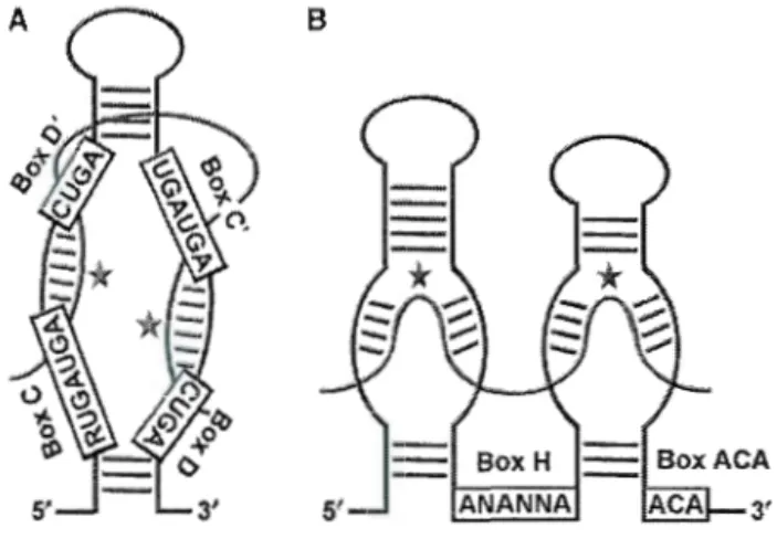 Figure 1.  1 Structure  of  sn  oRNAs. 