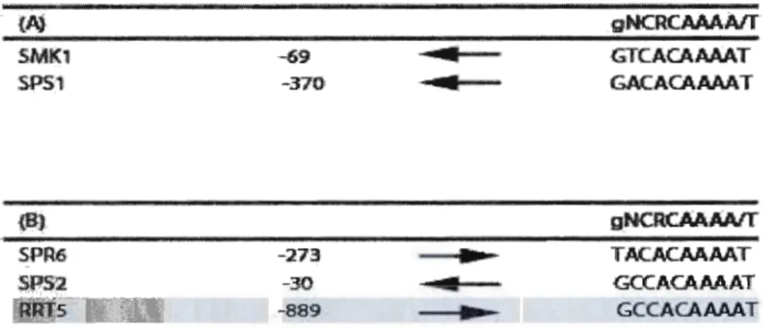 Table 3. 2.  Mid-sporulation elements and th eir regulati on.  :SMK1  SPS1  SPR6  SPS2  RRJ5  -69  -370' -273 -30 -889  