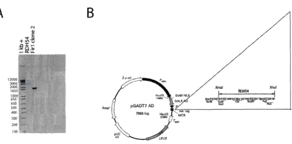 Figure 6.  2 Example of PCR amplification and cloning of possible Nop6 partners  into prey vector pGADT7