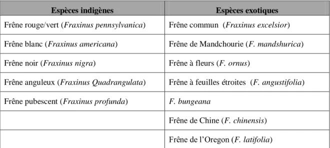 Tableau 2.3 Espèces de frêne indigènes et exotiques présentes dans l’Est du Canada (inspiré  de : Lyons et autres, 2007, p.30-33) 