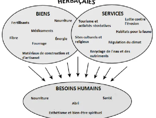 Figure 1.3  Biens et services offerts par les herbaçaies  Traduction libre 