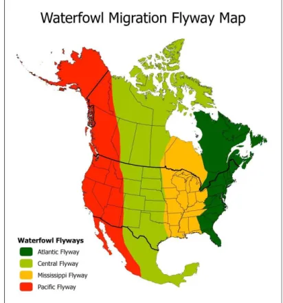 Figure 1.4 Localisation des quatre couloirs migratoires en Amérique du Nord. 