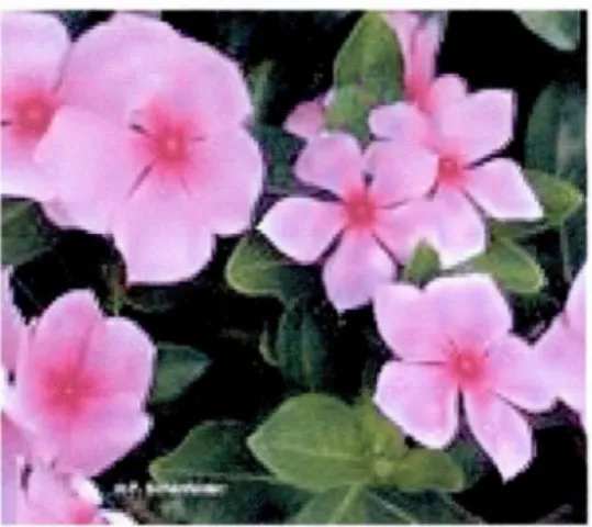 Figure 1.9  Feuilles et fleurs  de Catharanthus roseus ou  pervenche de Madagascar.  OH  ~ 0  ~,,,  