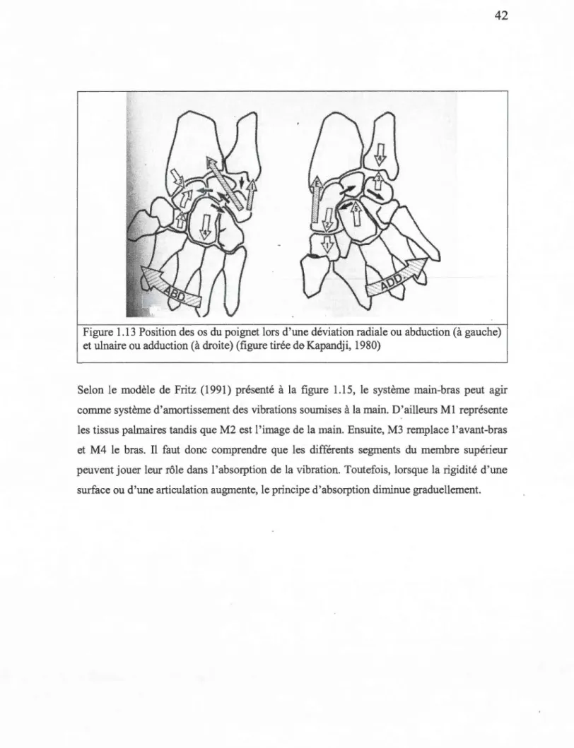 Figure 1.13  Position des  os  du poignet lors d'une déviation radiale ou abduction (à gauche)  et ulnaire ou adduction (à droite) (figure tirée  d ~  Kapandji, 1980) 
