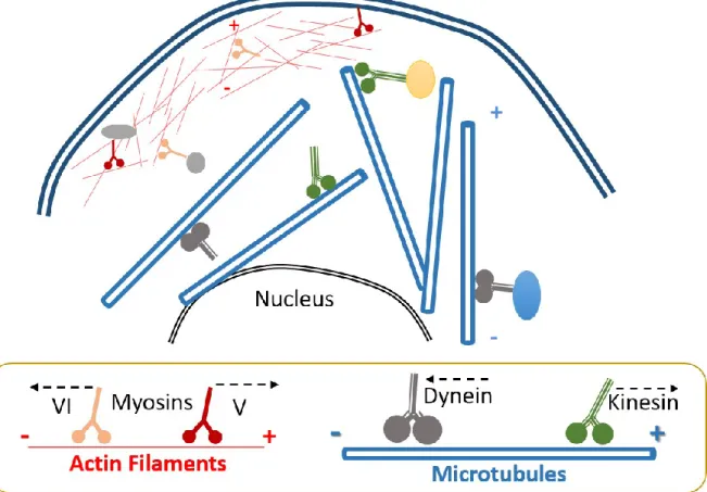 Figure 1-4: The cytoskeleton and the motor proteins. 