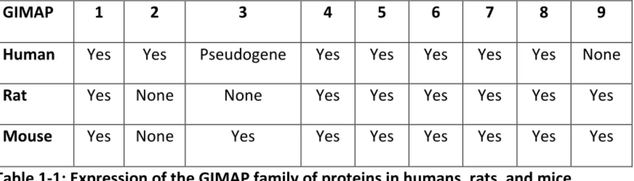 Table 1-1: Expression of the GIMAP family of proteins in humans, rats, and mice. 