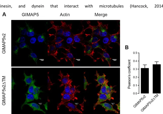 Figure 4- 4: Co-localization of GIMAP5 variants with actin filaments. 