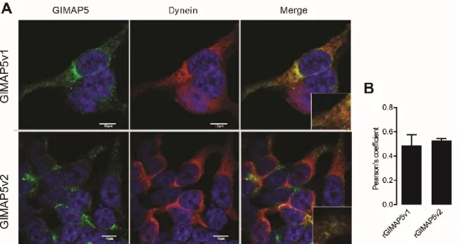 Figure 4- 8: Absence of co-localization of GIMAP5 with myosin. 