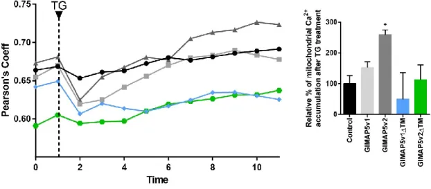 Figure 4- 11: GIMAP5v2 promotes mitochondrial Ca2+ accumulation. 