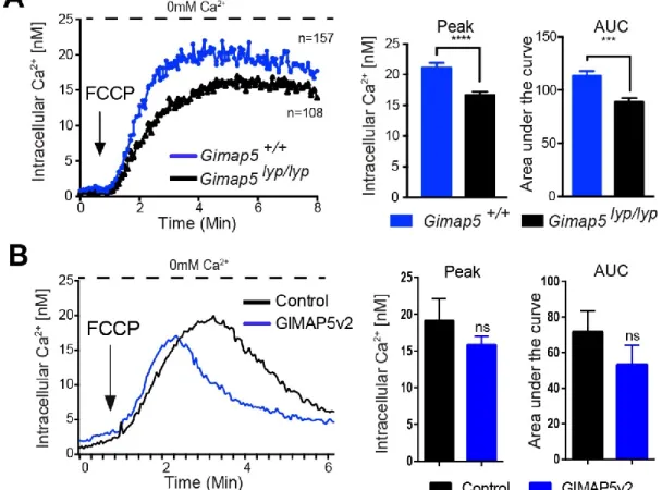 Figure 4- 12: Influence of GIMAP5v2 on Ca2+ release from mitochondria. 