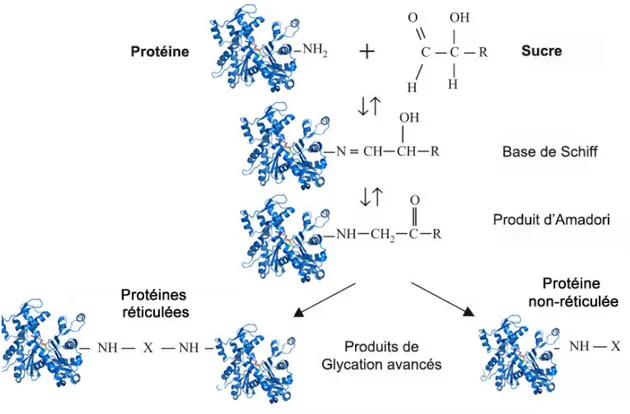 Figure 6: Schéma représentant la réaction de Maillard. 