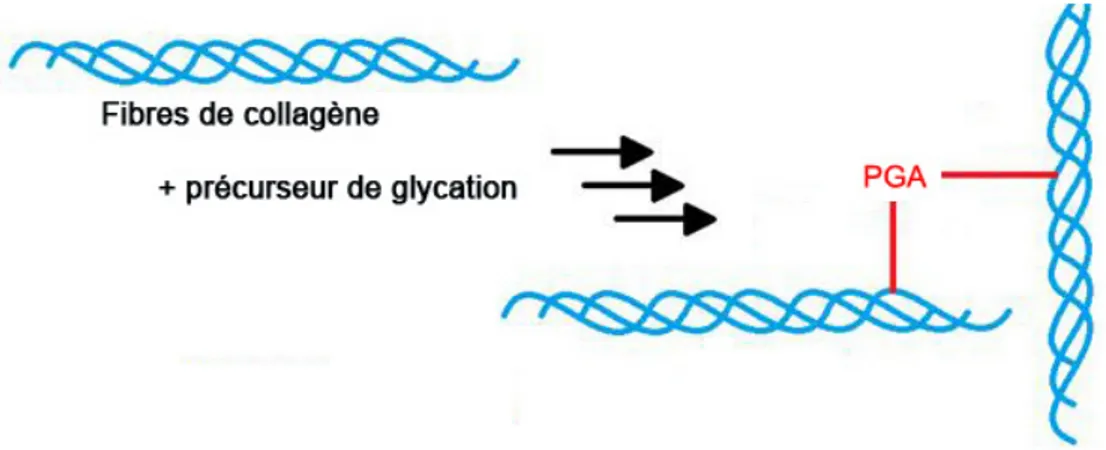 Figure 9: Altération des fibres de collagène par le processus de glycation. 