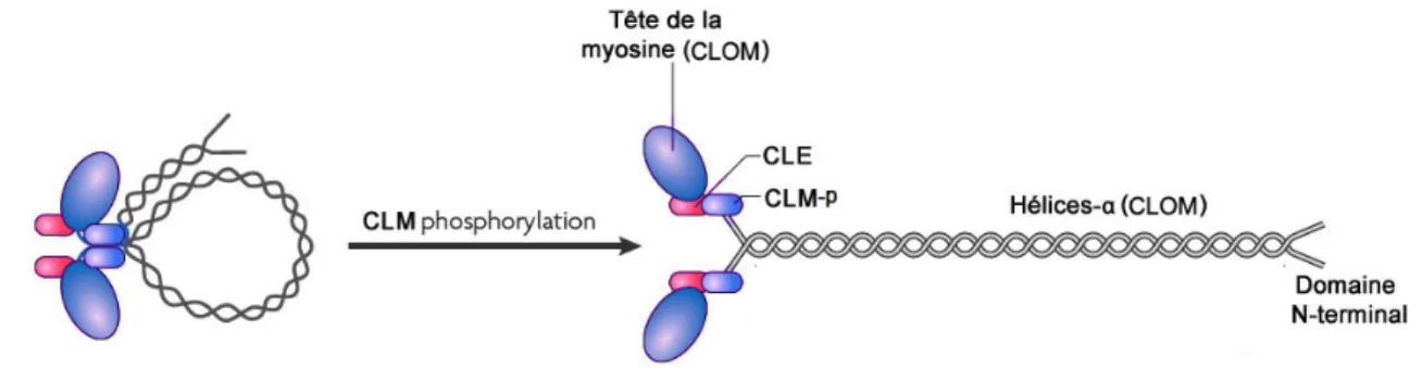 Figure 11: Structure et domaines de la myosine II. 