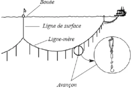 Figure 1.9 Pêche à la palangre (tirée de SPE, 2014) 