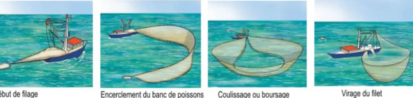 Figure 1.10 Étapes d’utilisation de la senne coulissante pour la pêche au thon (tiré d’Ifremer, 2012) 