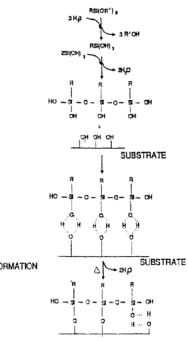 Figure   2-11  Schematic  demonstration  of  the  alkoxysilane  bond  formation  with  hydroxyl  groups  containing cellulose substrate [76]    
